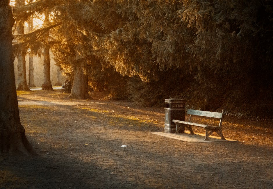 A quiet park pathway illuminated by warm, low-angle sunlight filtering through large, mature evergreen trees with dark green, dense foliage. The ground consists of compacted dirt and gravel, with patches of sunlight creating a dappled effect. On the right side, a weathered wooden bench with a metal frame sits beside a cylindrical black litter bin labeled 'Litter,' positioned on a small concrete base. The scene appears peaceful, with no visible litter or debris, highlighting the natural environment and the infrastructure for visitors. The background shows more trees and the continuation of the pathway into the distance, suggesting a well-maintained outdoor space suitable for leisure or casual walks, and subtly aligning with the theme of waste management and environmental care handled by local or private services such as House Clearance Colliers Wood, which supports responsible rubbish removal and on-site clearance activities.